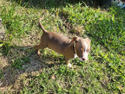 American Bulldog – Crestmead