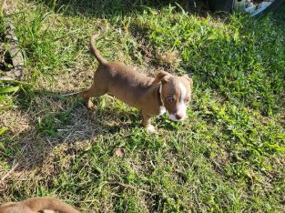 American Bulldog – Crestmead