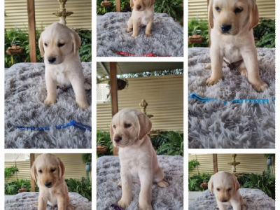 Labrador Retriever – Nuriootpa