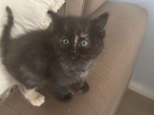 Ragdoll – Wanniassa