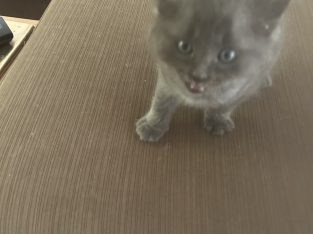 Ragdoll – Wanniassa