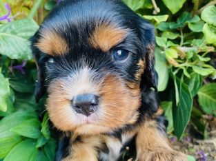 Cavalier King Charles Spaniel – Warwick