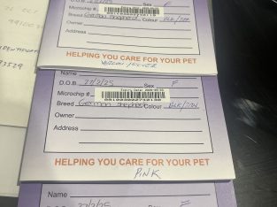 German Shepherd – Sandy Beach