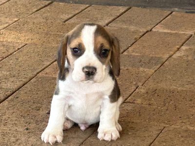 Beagle – Kurumbul