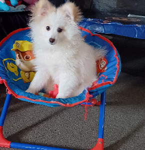 Dogs – Hany Fanita