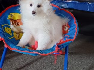 Dogs – Hany Fanita