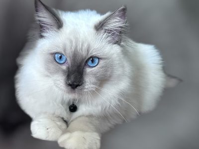 Ragdoll – Sydney