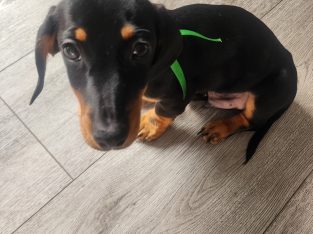 Miniature Dachshund – Keilor