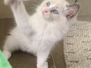 Cats – Brisbane City