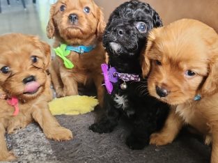 Cavoodle – Maroochydore