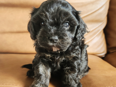 Cavoodle – Maroochydore