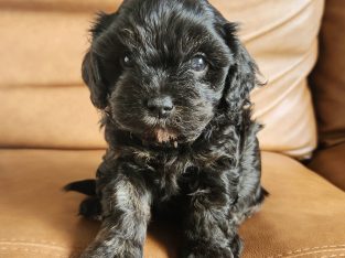 Cavoodle – Maroochydore