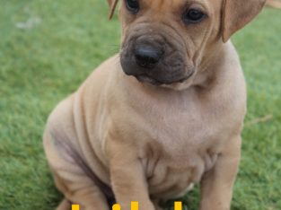 Shar Pei – Tumby Bay