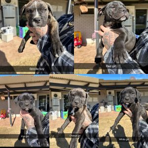 Cane Corso – Hannah stewart