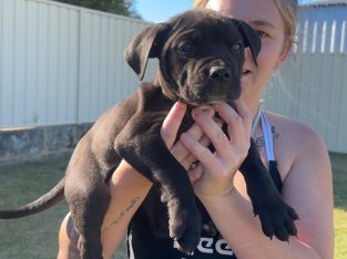 Cane Corso – Hannah stewart