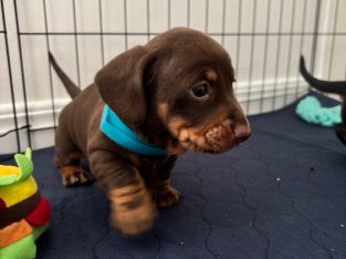 Dachshund – Beenleigh