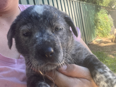 Dogs – Rydalmere