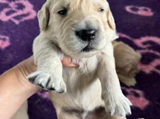 Golden Retriever – Scenic Rim