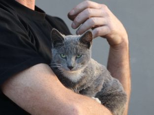 Domestic Short Hair (DSH) – Penrith