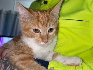 Domestic Short Hair (DSH) – Brisbane