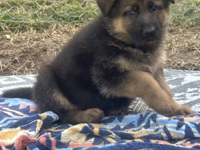 German shepherd – Park Avenue