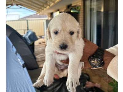 Golden Retriever – Southern River