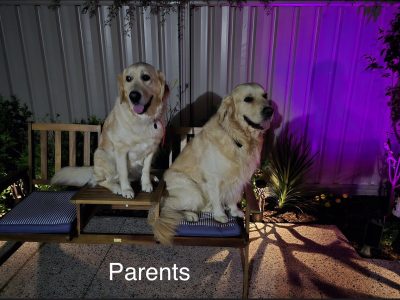 Golden Retriever – Southern River