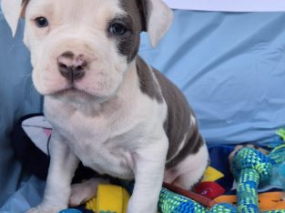 American Staffordshire Bull Terrier – Christine Baker