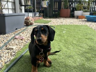 Dachshund – Bendigo