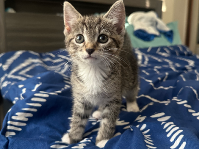 Domestic Short Hair (DSH) – Lethbridge Park