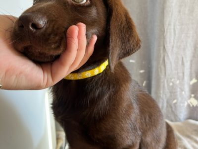 Labrador Retriever – Griffith