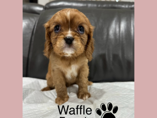Cavalier King Charles Spaniel – Bayswater