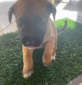 Belgian Malinois – Durack