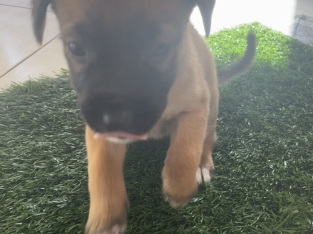 Belgian Malinois – Durack