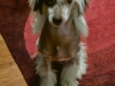 Chinese Crested – Abbotsford