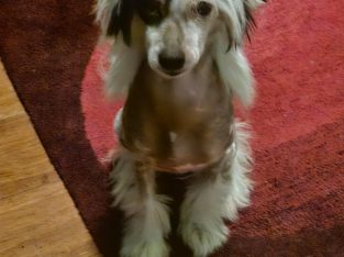 Chinese Crested – Abbotsford