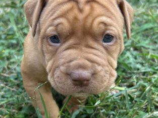 Dogue De Bordeaux – Gladstone Central