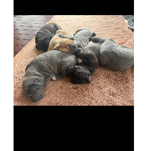 Staffordshire Bull Terrier – Gowanbrae