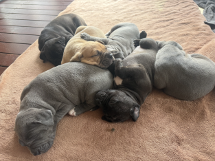 Staffordshire Bull Terrier – Gowanbrae