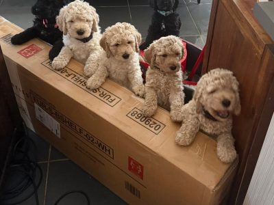 Groodle – Fernvale