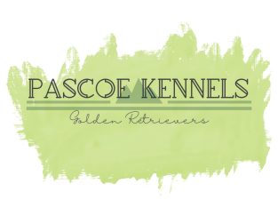 Golden Retriever – Kalbar