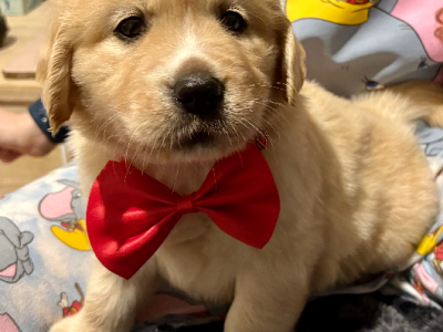 Golden Retriever – Berkeley Vale