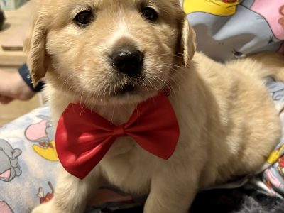 Golden Retriever – Berkeley Vale