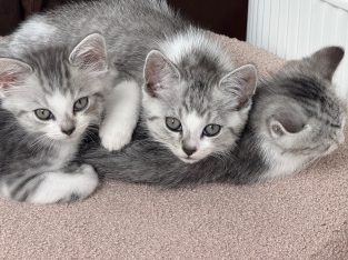 Domestic Short Hair (DSH) – Curl Curl