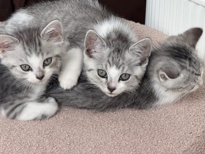 Domestic Short Hair (DSH) – Curl Curl