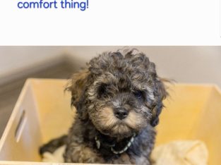 Cavoodle – Meadow Heights