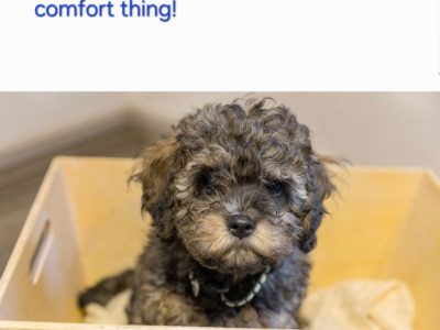 Cavoodle – Meadow Heights