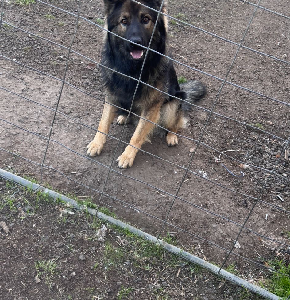 German Shepherd – Beveridge