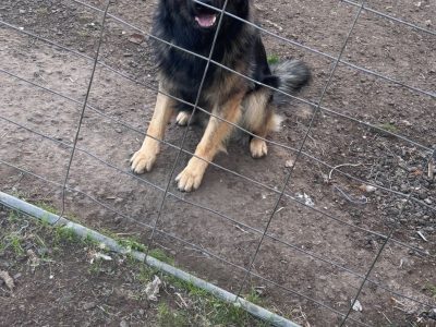 German Shepherd – Beveridge