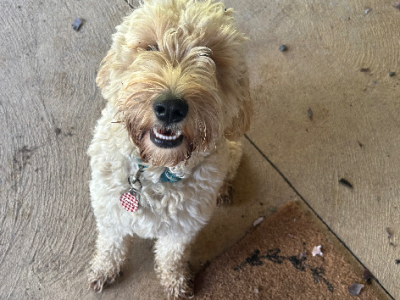 Spoodle – Woongarrah